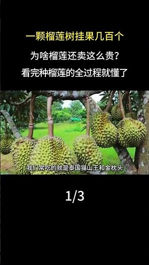 一顆榴蓮樹掛果幾百個，爲啥榴蓮還賣這麼貴？看完種榴蓮的全過程就懂了。#榴蓮#水果#漲知識#科普