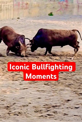 #Popular Videos #Bullfight #bullfighting #matador #spain #bull #extremesports #crazymoments