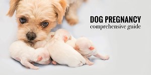 Dog Pregnancy — Signs, Stages, Labor, Risks, Dystocia & FAQ