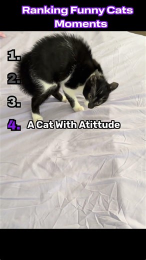 It’s worth watching until the end #foryou #funny #entertaininganimals #pets