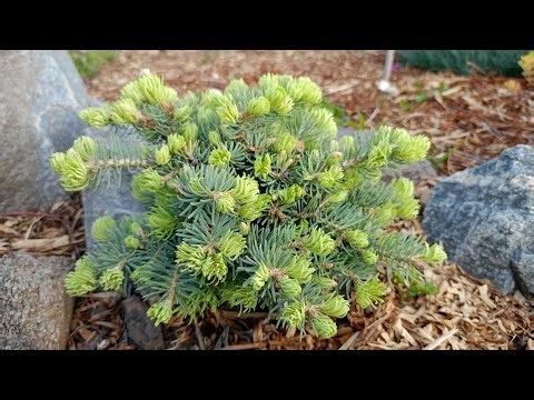 Альтернатива блакитній ялинці. Сорти ялиці одноколірної (abies concolor).