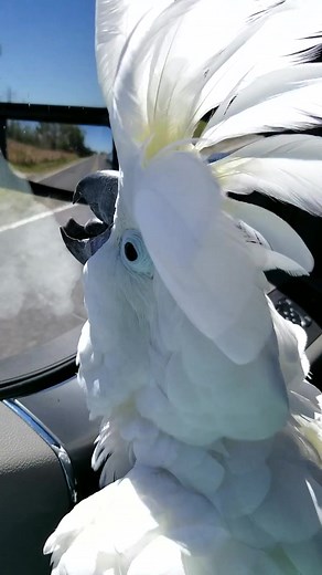 Have a rocking weekend! #parrot #parrotsoftiktok #cutepet #birb #cockatoo #funnyvideos #fyp #foryou #viral