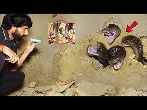 “घर के अंदर नाग-नागिन का आतंक… एक पल की चूक और मौत सामने थी!”😱Murliwale Hausla