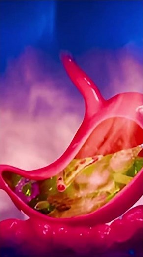 Introduction to Human Stomach