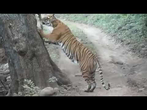TIGER Scratch Marking on Tree in Ranthambore National Park