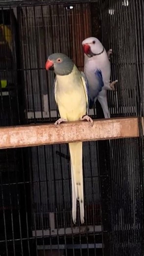 Indian Ringneck Mutations 😍 || #shorts #viral