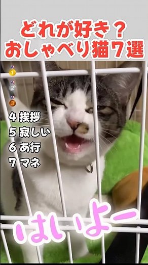 しゃべる猫の面白い鳴き声ランキング #猫 #ねこ #子猫 #保護猫