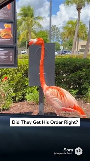 Flamingos eat free in Florida 🦩🍤 | The Popular Flamingo