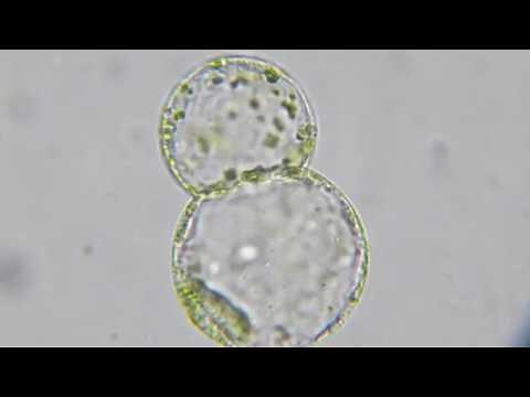 細胞融合の実験（プロトプラストをつくる） 高校生物実験