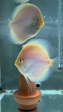 How to Select Good Quality Adult Discus Fish – A quick Buyer’s tip 🐟✨