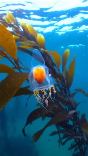 Dr Scott Morrissey on Instagram: "🪼 Leuckartiara 🪼 This delicate hydrozoan belongs to the genus Leuckartiara, a group of small, often overlooked jellyfish found in temperate and polar seas! Leuckartiara jellyfish are usually less than 2 cm across, but they’re active predators in the plankton! Like many hydrozoans, they’re fast-growing, short-lived, and tricky to study which is why we still know so little about their ecology. 🎥 @somewheresomehowalex"