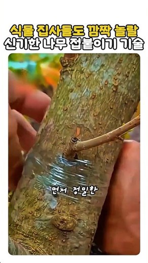 식물 집사도 깜짝 놀랄 신기한 나무 접붙이기 기술! 🌳 #나무접붙이기 #식물키우기