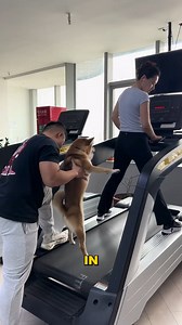 502K views · 831 reactions | Dog Learns Walking On Treadmill #DogWorkout #HealthyPets #TreadmillTraining | YNP Media | Facebook