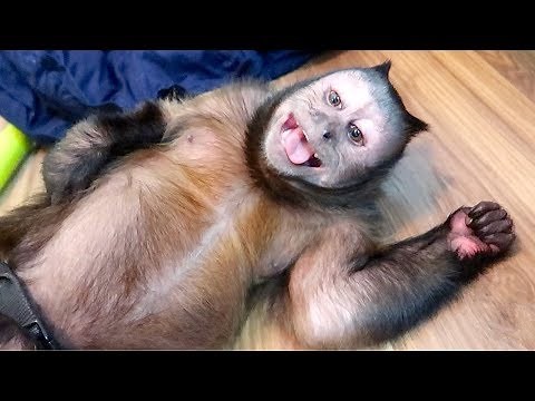 DOUBLE Monkey Monday Mail Time! (LIVE)