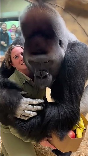 Gorilla Gives Zookeeper a Birthday Hug!