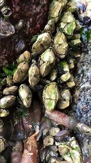 Gooseneck Barnacle Harvesting | Percebes Collection Process