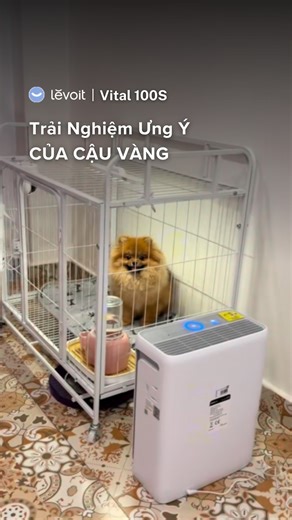 😼 Vì sao Cậu Vàng chọn Levoit Vital 100S chứ không phải máy lọc “truyền thống”? ✨ Cửa gió chữ U độc quyền hút lông thú cưng trong không khí. ✨ Bộ lọc than hoạt tính siêu dày khử sạch mùi pet, mùi đồ ăn, mùi ẩm. ✨ Công nghệ lọc 3 lớp loại bỏ đến 99.97% bụi mịn, phấn hoa, lông tơ trong không khí. 💨 Nhà có boss, nhưng mùi pet thì biến mất. #MayLocKhongKhi #LevoitVietnam #LevoitVital100S | Levoit Vietnam