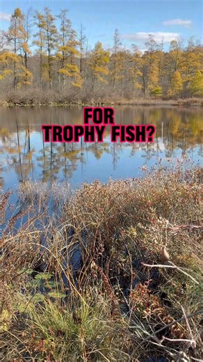 WHY Fall Is The BEST Time To Catch Trophy Fish?! #shorts #fishing #autumn