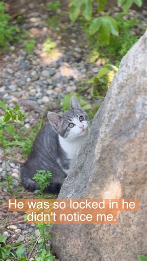This tiny furball is tracking birds in tress