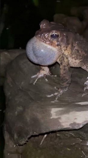 Toad mating call