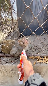 Monkey just dance OMG 👋 🥰 #abandonedmonkey #monkey #baby #monkeyfamily #monkeycute #nakedmonkey #fyp #cutebabymonkey #MonkeyLife #spidermonkey #monkeyfyp #animals #justdance #squirrelmonkey #Motivation #monkeycute #Nature #monkeysreels #monkey #adorablemonkey #monkeydluffy #monkeys #babymonkey #monkeybaby #monkeyslife #adsonreels #Animals #meme | Frame Calm