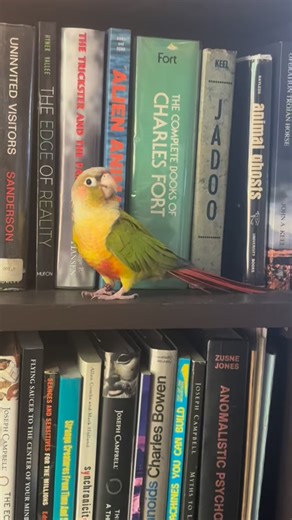 A bird’s eye view of my favorite books. I’ve accumulated over 4,000 on various subjects of the paranormal and parapsychology, but this bookshelf is where I keep the goods. 📚🦜 Any titles you recognize? | Tyler Henry