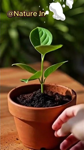 🍋 Dwarf Meyer Lemon Growth | Sweet Citrus in a Compact Tree
