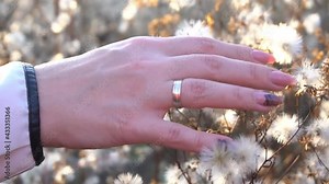 Woman touch thistle flowers with fluffy seeds on the meadow, hand close up