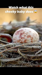 #cuckoo #birds #nature #wildlife | Animals Z