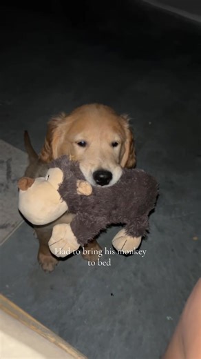 Adorable Golden Retriever Puppy with His Favorite Toy