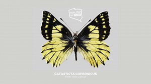 May we present you Catastica Copernicus 曆 A new butterfly species...