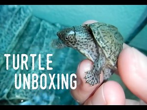 QUARTER-SIZED BABY TURTLE UNBOXING | New Additions!