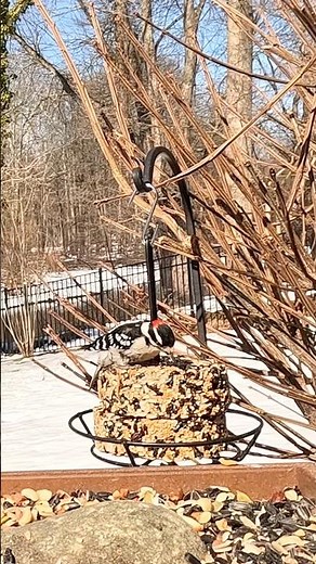 Downy Woodpecker Goes to Work on the Suet #downywoodpecker