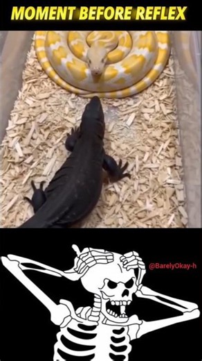 Deadly Snake vs Giant Crocodile 🐍🐊 | Wild Animal Moments #Shorts#Shorts #Snake #Crocodile #Wildlife