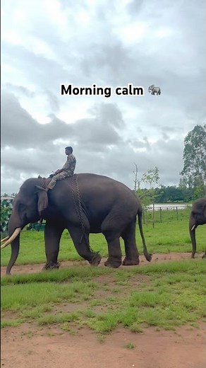 Majestic Elephant Walking video🐘#elephant #naturevibes #morningvibes #wildlife #peaceful