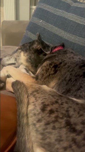 Sleeping Catahoula Leopard Dog | The Louisiana State Dog