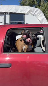 Boxer Madness Beach Adventure | Boxer Madness