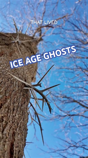 Why this tree has huge thorns