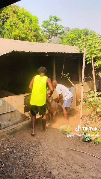Problem solved. #pigfarming #pigfarm #pig #pigfarminginafrica