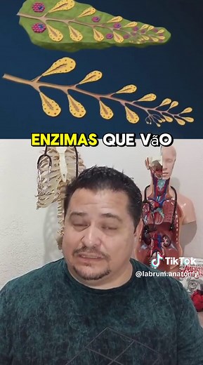 O pâncreas é um órgão essencial para o nosso corpo, responsável por regular os níveis de açúcar no sangue e pela digestão de nutrientes. Descubra como ele trabalha para manter o equilíbrio da nossa saúde. #Saúde #CorpoHumano #Conhecimento