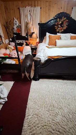 The extra special piggy#love #sleep #happy #bedtime #loveyou #viral #foryoupage #fyp #tiktok #foryoupageofficiall #vegan #pig #home #falldecor #bedroom #bed #storytime #story #storytelling #kid #fun #funny #pet #petlife #snackideas #pigsoftiktok #minipig #pillowchallenge