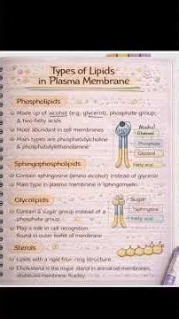 cell biology (part 4) lipid bilayer