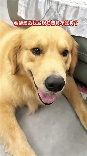 找它借钱比找闺蜜还难！这狗子把钱藏沙发底的熟练程度，我怀疑它上辈子是个守财奴。最后那个藏钱的动作，像极了被催债的我……😂 #狗狗成精了 #借钱 #萌宠日常