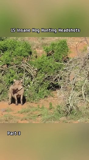 15 Insane Hog Hunting Headshots