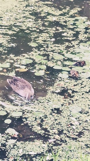 저녁에도 엄마오리랑 아기오리 두마리 잘 놀고 있네요 #자연의힘 #nature #birds #duck #wildlife