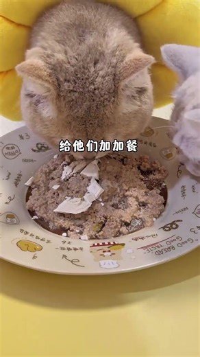 Easy Cat Treats - DIY Fish Cake Recipe for Beginners