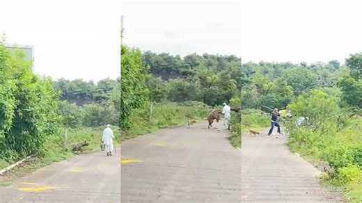 Extremely-Rare Moment a Hyena Attacked a Man in Pune