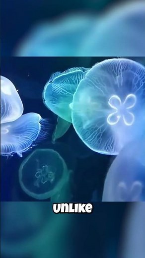 This Moon Jelly Holds A Secret!