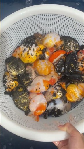 It's over 40℃, and the water temperature has hit 50℃! They're all dying from the heat #goldfish #koi