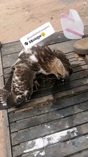 Watching a Hawk Feed on Its Prey in Nature